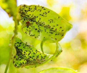 Citrus Aphids