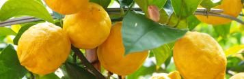 Citrus Growing Hub