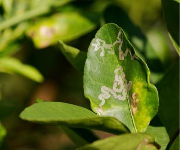 Citrus Leafminer