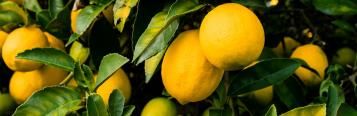 Common Citrus Pest & Disease