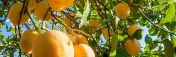 Companion Planting for Fruit & Citrus Trees