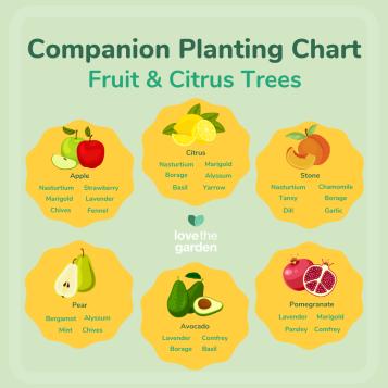 Companion Planting for Fruit & Citrus Trees