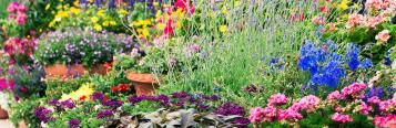 cut flower garden