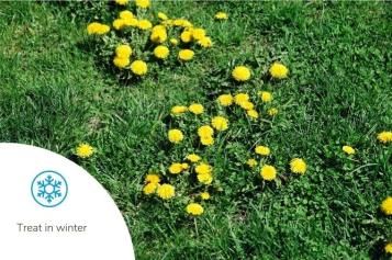 Dandelion