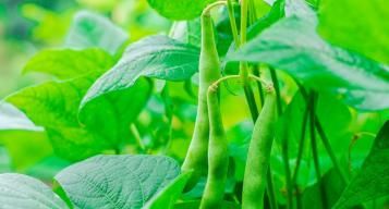 French beans