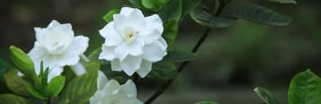 Gardenia