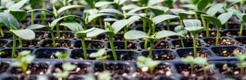 germinate seeds