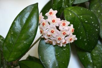 Hoya