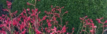 Image for Kangaroo Paw
