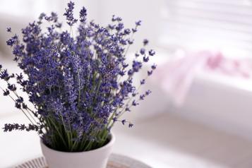 Lavender