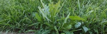 Broadleaf Weed