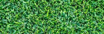 Image for Buffalo Grass