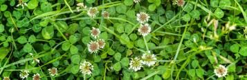 Clover Weed