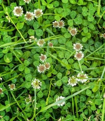 Clover Weed