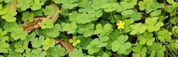 Oxalis Weed