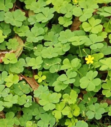 Oxalis Weed