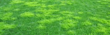 Winter Grass 