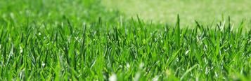 Summer lawn care - Gardening tips | Love the Garden