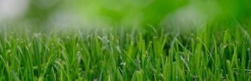 Lawn