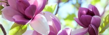 Image for Magnolia