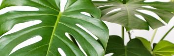 Image for Monstera