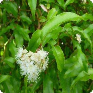 Aniseed Myrtle