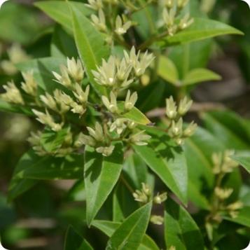 Australian Native Herbs to Grow & Use At Home | Love The Garden