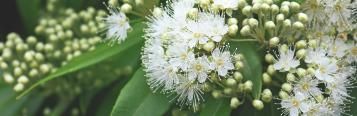 Native Herb