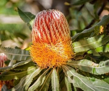 Native Banksia