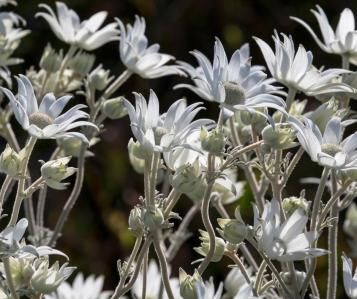 Flannel Flower