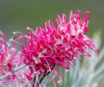 Native Grevillea