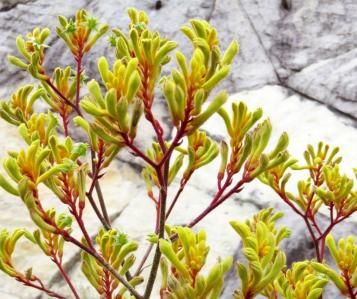 Kangaroo Paw