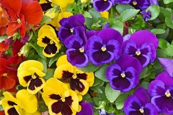 Pansy