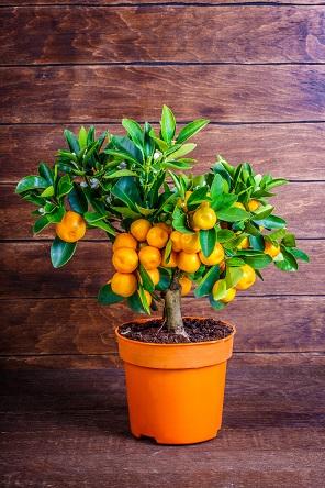 Citrus tree