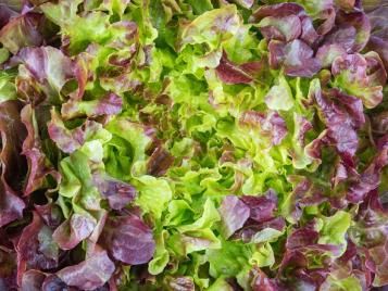Salad leaves