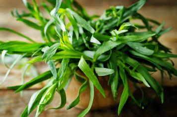 Tarragon