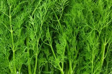 Dill