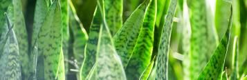 Image for Snake Plants