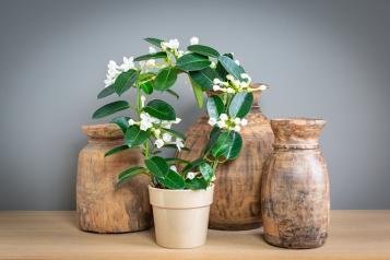 Stephanotis