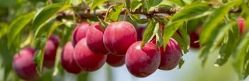 Everything you need to know about stone fruits