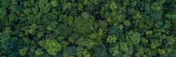 Trees that Count