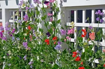 Sweet peas