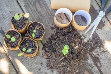 Upcycled Toilet Paper Roll Seedling Starter