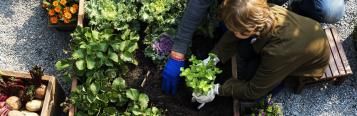 Veggie Garden