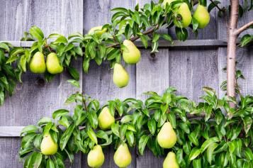 basic-pruning-training-techniques