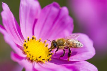 Bee pollination