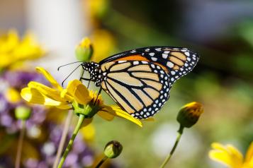 Butterfly pollination