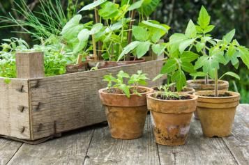 caring for crops