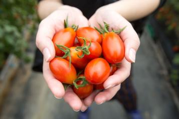 choosing tomatoes