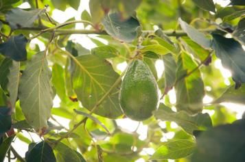 citrus-trees